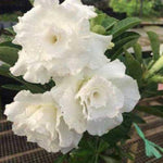 02 White Desert Rose Live Plants, Starter Adenium 3-6 Inches Tall, No Pot, No Flower, Tropical Flowering Succulent Plants for Indoor Outdoor Growing