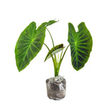 Set 2 Purple Green Colocasia Elephant Ear Plants Live 4–7 Inches Tall, Tropical Foliage Plants for Outdoor Garden, Large Leaf Plants for Patio, Containers or Landscape