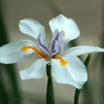 Set 3 African Iris Plants Live, African Iris Plant, 3-5 Inc Tall, Perennial Flowers for Indoor Outdoor Growing