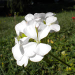 2 Geranium Plants Live, Geraniums Live Plants, Colorful Flowering Plants for Garden, Patio, or Hanging Baskets, 5-9" Tall, No Pot