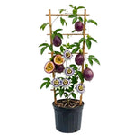Passion Fruit Plant Live 1.5-2 Feet Tall, Passiflora Edible Fruit Vine in Gallon Pot, Tropical Climbing Plant for Trellis, Garden or Patio