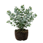Eucalyptus Plant Live, Silver Eucalyptus Plant, 5-7 Inc Tall, Fragrant Foliage, Cold Hardy Tree for Indoor Outdoor Garden Growing