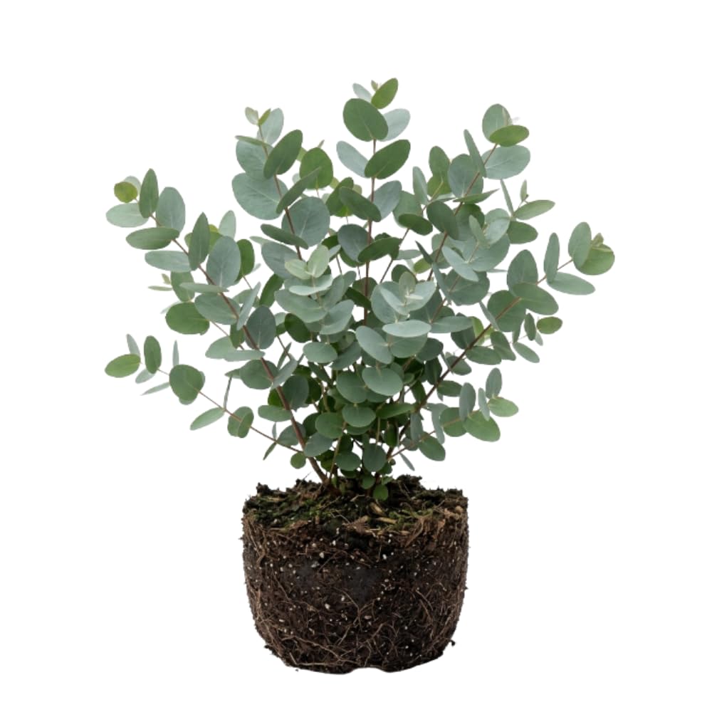 Eucalyptus Plant Live, Silver Eucalyptus Plant, 5-7 Inc Tall, Fragrant Foliage, Cold Hardy Tree for Indoor Outdoor Garden Growing