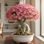02 Pink Desert Rose Live Plants, Starter Adenium 3-6 Inches Tall, No Pot, No Flower, Tropical Flowering Succulent Plants for Indoor Outdoor Growing