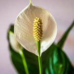 2 Green Peace Lily Live Houseplant - Live Indoor Houseplant with Elegant Leaves - 5 to 9 Inc Tall