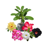 Pack 2 Desert Rose Plants Live, Hardy Adenium Obesum Succulent, Vibrant Blooms for Indoor and Outdoor 4-7 Inch