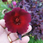4 Hardy Hibiscus Plants Live, Cranberry Hibiscus Flowers Plants, 4 to 7 Inc Long Live Plant