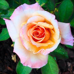 Sunset Rose Bush, Heirloom Rose Plant Live for Planting, 7-10 Inch Tall, Fragrant Rose Flowers Well Rooted Starter Plant