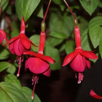 2 Red Fuchsia Live Plants 4-7'' Tall, Hardy Hanging Basket Flower Plant, Shade Loving Blooming Fuchsia Starter Plants