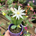 White Easter Cactus Plant Live 4-7 Inches, Spring Easter Cactus, Vibrant Seasonal Blooms for Indoor Planting