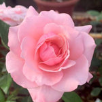 Rose Bush Live Plant, Heirloom Rose Plant Live for Planting, 5-10 Inch Tall, Fragrant Flowers Well Rooted Starter Plant, No Pot (Pink Rose)
