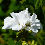 2 Geranium Plants Live, Geraniums Live Plants, Colorful Flowering Plants for Garden, Patio, or Hanging Baskets, 5-9" Tall, No Pot