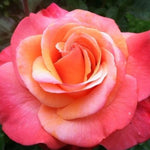 Rose Bush Live Plant, Heirloom Rose Plant Live for Planting, Fragrant Flowers Well Rooted Plant, 5-10 Inch Tall (Coral Rose)