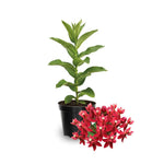 Pack 2 Milkweed Live Plants, Butterfly Milkweed Shrub, Asclepias Tuberosa Plants 4-8 Inches (Deep Red)