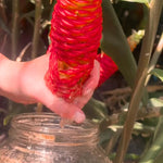 10 Count Shampoo Ginger Plant Rhizomes, Wild Awapuhi Zingiber Zerumbet Pinecone Bitter Red Ginger, Hardy in Zones 9-11