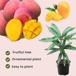 1 Year Old Mango Tree Live Plant Seedling in Gallon Pot, Fully Rooted for Zones 9-11, Cold Hardy, Ready to Planting Outdoor, Full Sun, Tommy Atkins Mango Plant, No CA