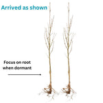 Black Elderberry Bush Tree Plant Live for Planting, 5 to 8 Inch Tall, American Elderberry Cold Hardy for Outdoor Growing, No Pot