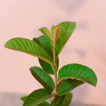 White Guava Tree Live Plant Starter Size, 7-12" in Tall, Outdoor Tropical Fruit Tree Fragrant and Sweet, Dormant in Winter