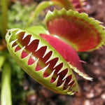 3 King Venus Flytrap Plants Live in Pot, Starter Size, Easy to Grow Tropical Plant Terrarium Indoor Outdoor