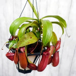 Nepenthes Pitcher Plant Pots Live Plants, Large Pitcher Nepenthes for Terrariums Backyard Gardens, Size Starter 8 Months Old for Easy Planting Indoor Outdoor