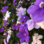 2 Packs Brunfelsia Plants 5-8" Tall, Yesterday, Today, Tomorrow Flowering Shrub, Live Plant for Indoor and Outdoor Gardening, Color-Changing Blooms