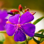 Lot 3 Purple Tibouchina Plants Live for Growing Indoor Outdoor 5 to 8 Inch Tall, Purple Princess Tibouchina Live Plant, Tibouchina Flower