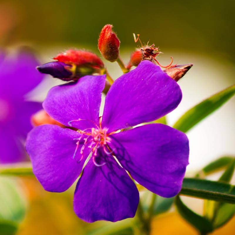 Lot 3 Purple Tibouchina Plants Live for Growing Indoor Outdoor 5 to 8 Inch Tall, Purple Princess Tibouchina Live Plant, Tibouchina Flower