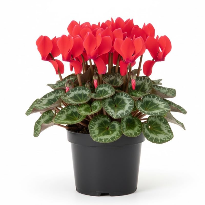 Red Cyclamen Plant Live in 4" Pot, Vibrant Blooms Plant for Garden, Hardy Perennial Cyclamen Flowers Plant
