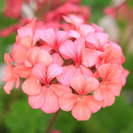 2 Salmon Geranium Plants Live, Vibrant Blooms, Hardy Perennial Geranium Flowers 4-8 Inches, Indoor Outdoor Planting