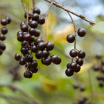 Chokecherry Tree Live Plant in 5 Inch Pot, Fruit Tree for Backyard Garden and Patio Containers Growing, 4-8 Inches Tall