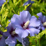 Althea Rose of Sharon Bush Live Plants in Pot, Hibiscus Plant Live, Fragrant Rose of Sharon Plant, from 6 to 13 Inch Tall (Purple)