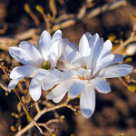 Magnolia Plant Live 6 to 12 Inches Tall, in 2.5 Inches Pot, Magnolia Tree Live Plant, Fragrant Magnolia Flowers (Star Magnolia)