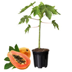 Live Papaya Tree Plant, Starter 5–10 Inch, Sweet Tropical Fruit Variety in 4” Pot, No CA