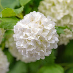 Snowball Viburnum Live Shrub Plant, Japanese Viburnum Bush Starter 6-12 Inch Tall in Pot, White Blooming Viburnum for Landscaping
