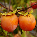 5 Persimmon Live Plants Seedlings, Sweet Persimmon Bare Roots 12-18'' Tall, Cold Hardy Fruit Tree, Outdoor Garden
