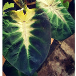 Colocasia Elephant Ears Live Plant, Alocasia Plant, Esculenta Taro Live Houseplant, 5-7 Inc Tall (Green Yellow Leaf)