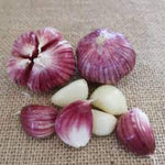 1 Pound Garlic for Planting in Spring Hardneck, 5-6 Chesnok Red Garlic Bulbs for Planting, Fresh and High Yield Bulb Variety Pack, Hardy and Fast Growing