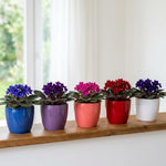 2 African Violet Plants, Violet Live Plant, 3-5 Inc Tall, Colorful Blooms