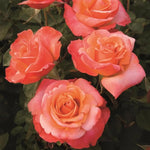 Rose Bush Live Plant, Heirloom Rose Plant Live for Planting, Fragrant Flowers Well Rooted Plant, 5-10 Inch Tall (Coral Rose)