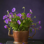 2 Lavender Geranium Plants Live, Vibrant Blooms, Hardy Perennial Geranium Flowers 4-8 Inches, Indoor Outdoor Planting