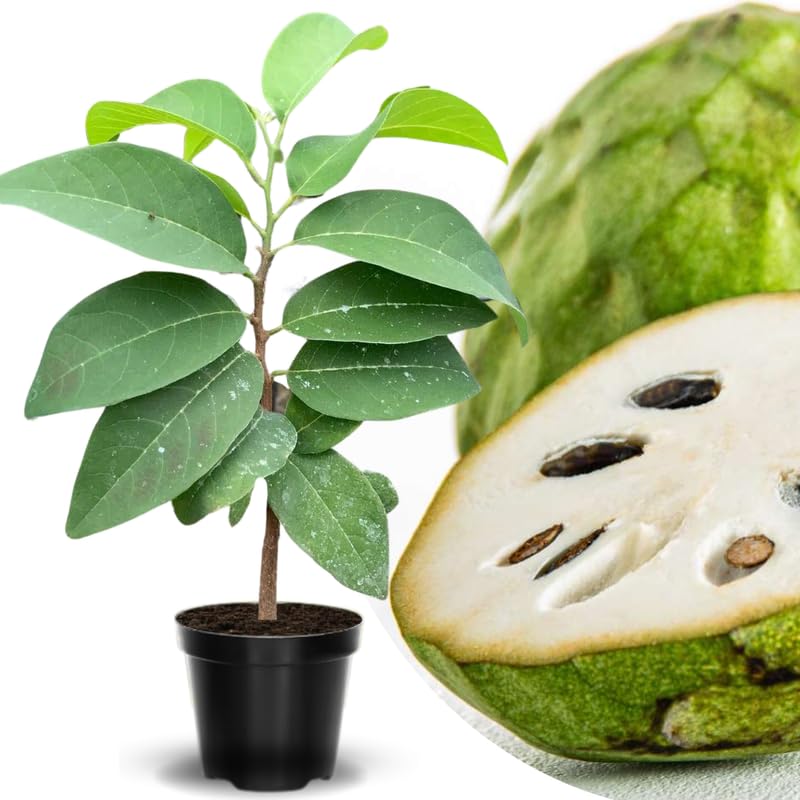 Cherimoya Sugar Apple Tree Live Plant, 2-3 Ft in One Gallon Pot, 2 Years Old Tree Annona Squamosa Soursop Like, Outdoor Spring Tropical Fruit Planting, No CA