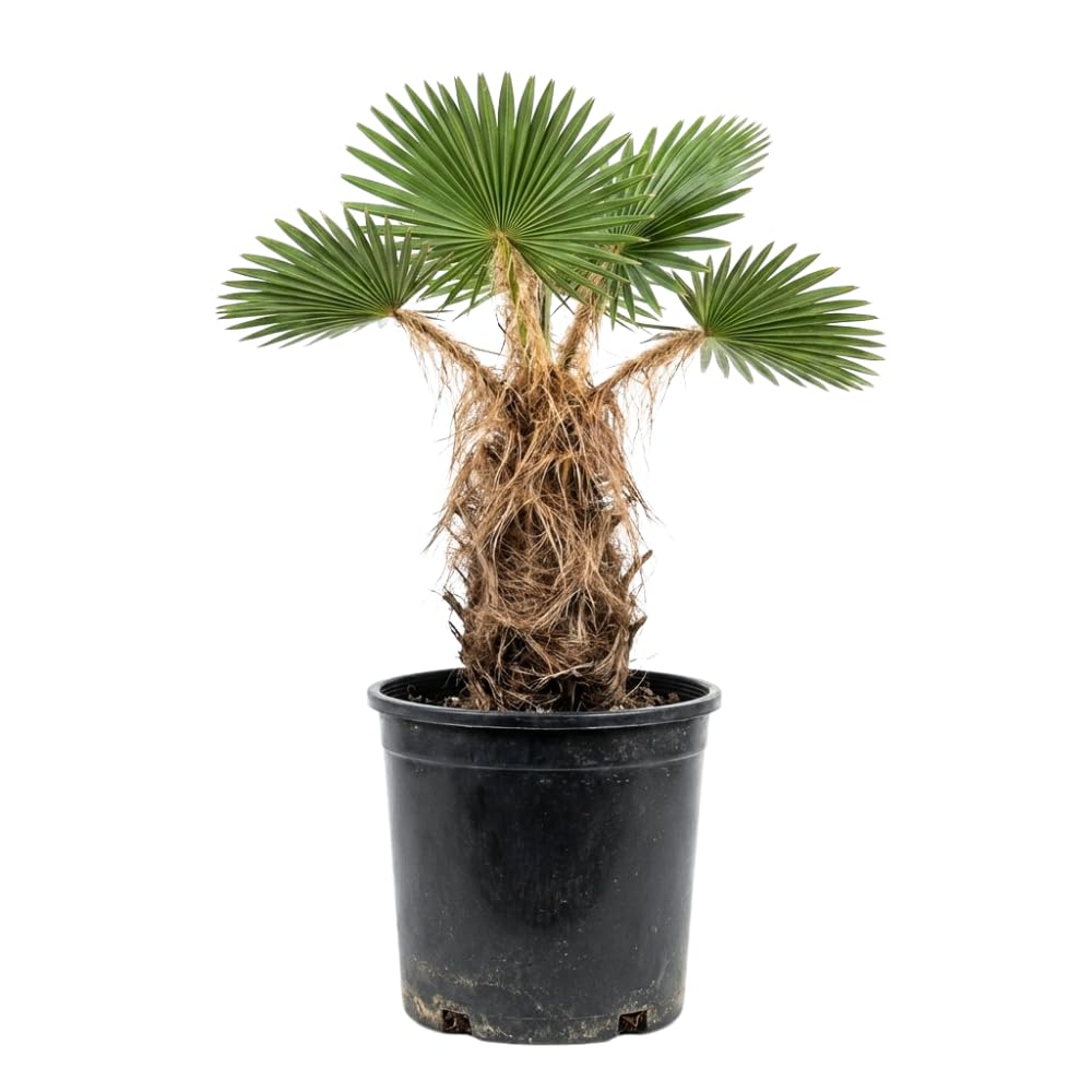 Palm Tree Live Plant, Fully Rooted in 3 Gallon Pot, Rare Tropical Plant Live for Indoor or Outdoor Growing, Old