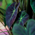 Colocasia Elephant Ears Live Plant, Alocasia Plant, Esculenta Taro Live Houseplant, 5-7 Inc Tall (Dark Leaf)