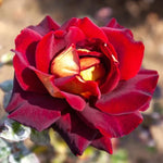Rose Plant Live for Planting Indoor Outdoor, 5-10 Inch Tall, Fragrant Flowers Well Rooted, Roses Bush Shrub (Dark Night Rose)