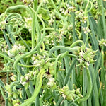 100 Walking Onion Seeds for Planting, Cold Hardy Perennial Onion Tree, Fast Growing for Spring Planting