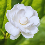 2 Arabian Jasmine Plant Live, Jasmine Flower Plants Fragrant Perennial Vine Garden, 4-7'' Tall