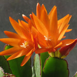 Orange Easter Cactus Plant Live 4-7 Inches, Spring Easter Cactus, Vibrant Seasonal Blooms for Indoor Planting