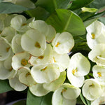 2 Euphorbia Milii White Crown of Thorns Plant Live, Cold Hardy Succulent Houseplant 4-7" Tall with Constant Blooms