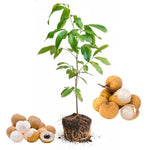 Longan Fruit Tree Live Plant, Longan Tropical Fruit Tree, 5-9 Inch Tall Starter Plant