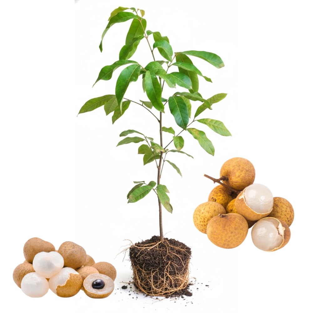 Longan Fruit Tree Live Plant, Longan Tropical Fruit Tree, 5-9 Inch Tall Starter Plant